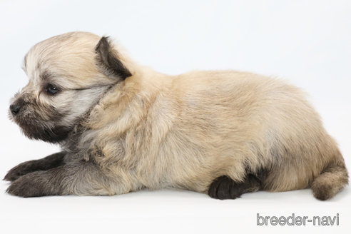 成約済の神奈川県のポメマル:ポメラニアン×マルチーズ-326267の3枚目